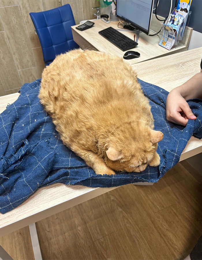 Crumb, The Obese Cat Rescued From A Russian Basement, Tries To Escape Weight-Loss Center Crumb, The Obese Cat Rescued From A Russian Basement, Tries To Escape Weight-Loss Center