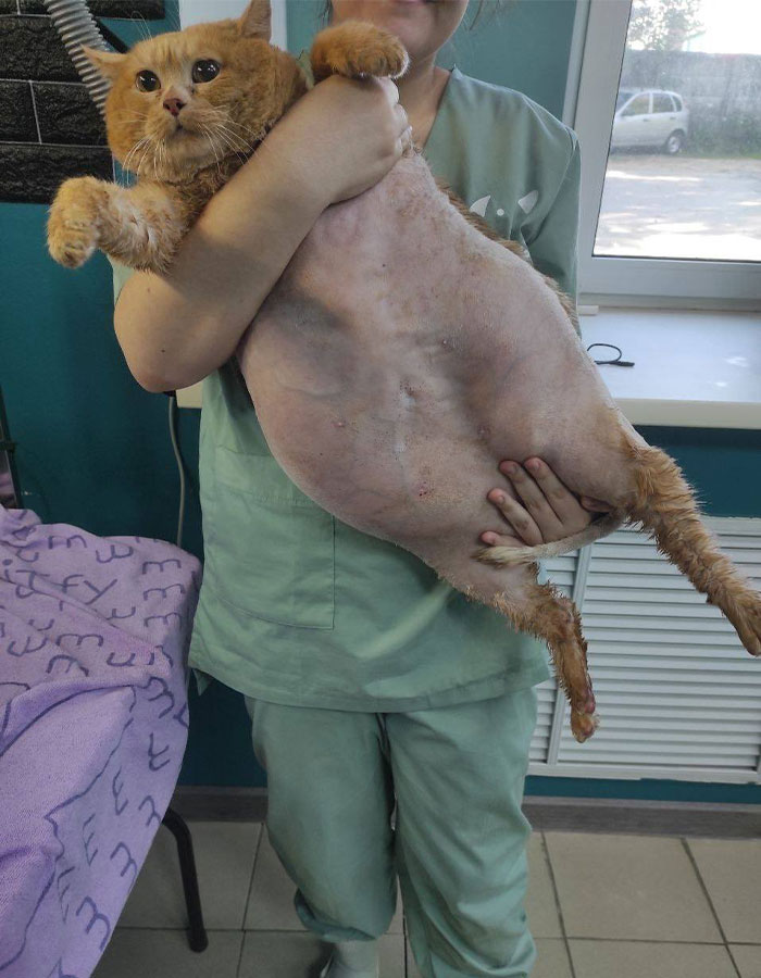 Crumb, The Obese Cat Rescued From A Russian Basement, Tries To Escape Weight-Loss Center Crumb, The Obese Cat Rescued From A Russian Basement, Tries To Escape Weight-Loss Center