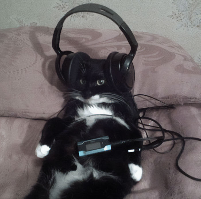 A funny meme image of a black and white cat lying on its back, wearing oversized headphones and looking intensely focused as if it's deeply absorbed in listening to music or a podcast. The cat's serious expression and relaxed pose make it look like a laid-back music enthusiast. This quirky setup could serve as inspiration for a "funny group chat name" related to music, cats, or chill vibes. A funny meme image of a black and white cat lying on its back, wearing oversized headphones and looking intensely focused as if it's deeply absorbed in listening to music or a podcast. The cat's serious expression and relaxed pose make it look like a laid-back music enthusiast. This quirky setup could serve as inspiration for a "funny group chat name" related to music, cats, or chill vibes.