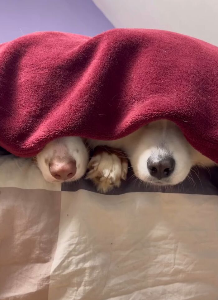 A Story Of Two Fluffy Friends Who Can’t Stop Hugging Each Other Is Melting People’s Hearts A Story Of Two Fluffy Friends Who Can’t Stop Hugging Each Other Is Melting People’s Hearts