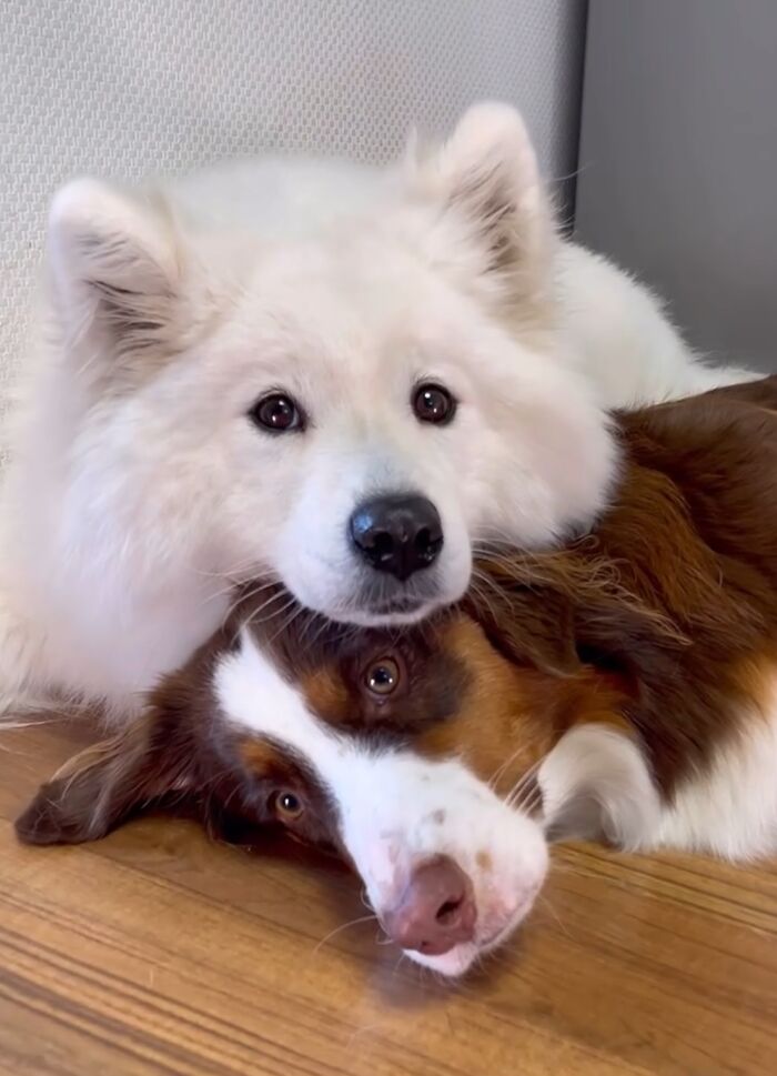 A Story Of Two Fluffy Friends Who Can’t Stop Hugging Each Other Is Melting People’s Hearts A Story Of Two Fluffy Friends Who Can’t Stop Hugging Each Other Is Melting People’s Hearts