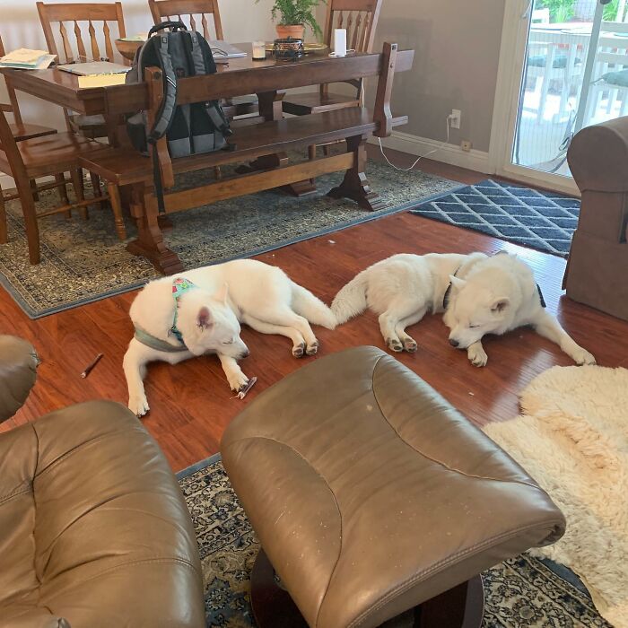 Overcoming Disability: This Dog’s Prancing Walk Steals Hearts On The Internet Overcoming Disability: This Dog’s Prancing Walk Steals Hearts On The Internet