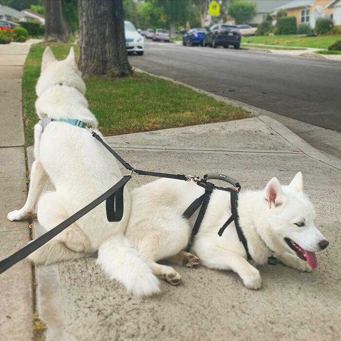 Overcoming Disability: This Dog’s Prancing Walk Steals Hearts On The Internet Overcoming Disability: This Dog’s Prancing Walk Steals Hearts On The Internet