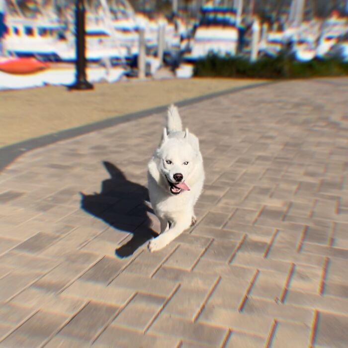 Overcoming Disability: This Dog’s Prancing Walk Steals Hearts On The Internet Overcoming Disability: This Dog’s Prancing Walk Steals Hearts On The Internet