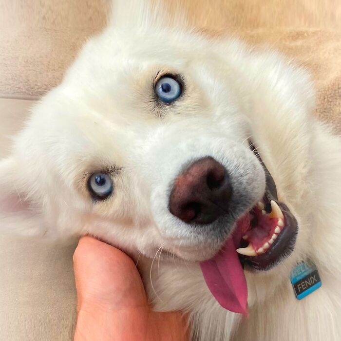 Overcoming Disability: This Dog’s Prancing Walk Steals Hearts On The Internet Overcoming Disability: This Dog’s Prancing Walk Steals Hearts On The Internet