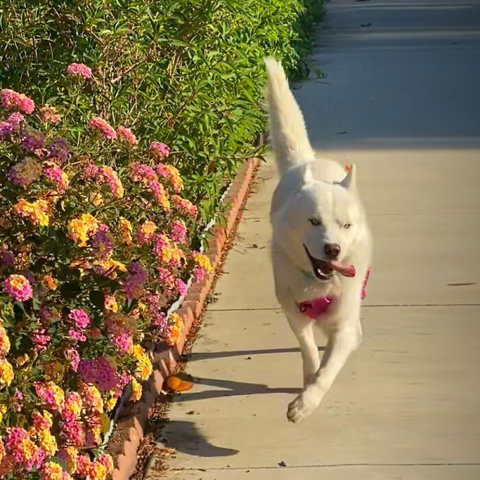 Overcoming Disability: This Dog’s Prancing Walk Steals Hearts On The Internet Overcoming Disability: This Dog’s Prancing Walk Steals Hearts On The Internet