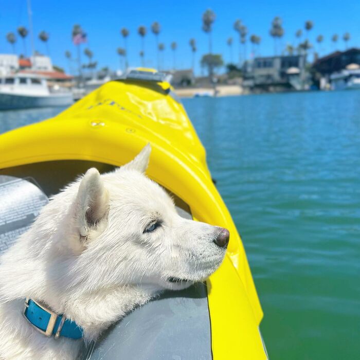 Overcoming Disability: This Dog’s Prancing Walk Steals Hearts On The Internet Overcoming Disability: This Dog’s Prancing Walk Steals Hearts On The Internet