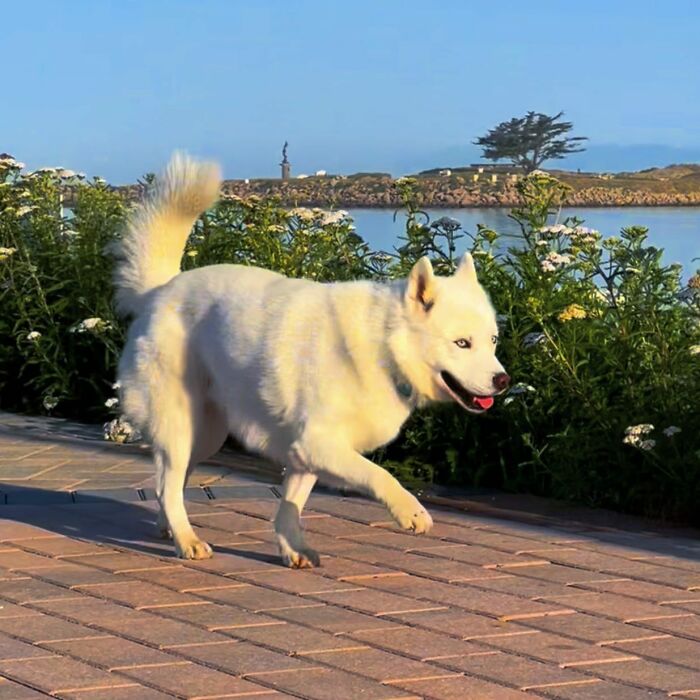Overcoming Disability: This Dog’s Prancing Walk Steals Hearts On The Internet Overcoming Disability: This Dog’s Prancing Walk Steals Hearts On The Internet