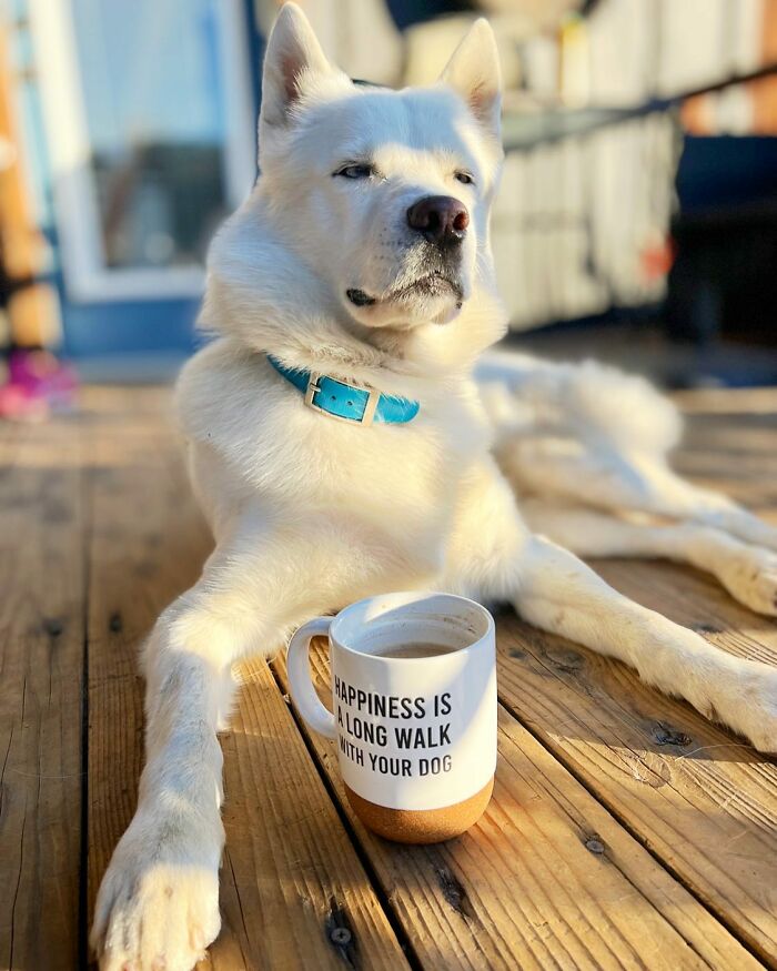 Overcoming Disability: This Dog’s Prancing Walk Steals Hearts On The Internet Overcoming Disability: This Dog’s Prancing Walk Steals Hearts On The Internet