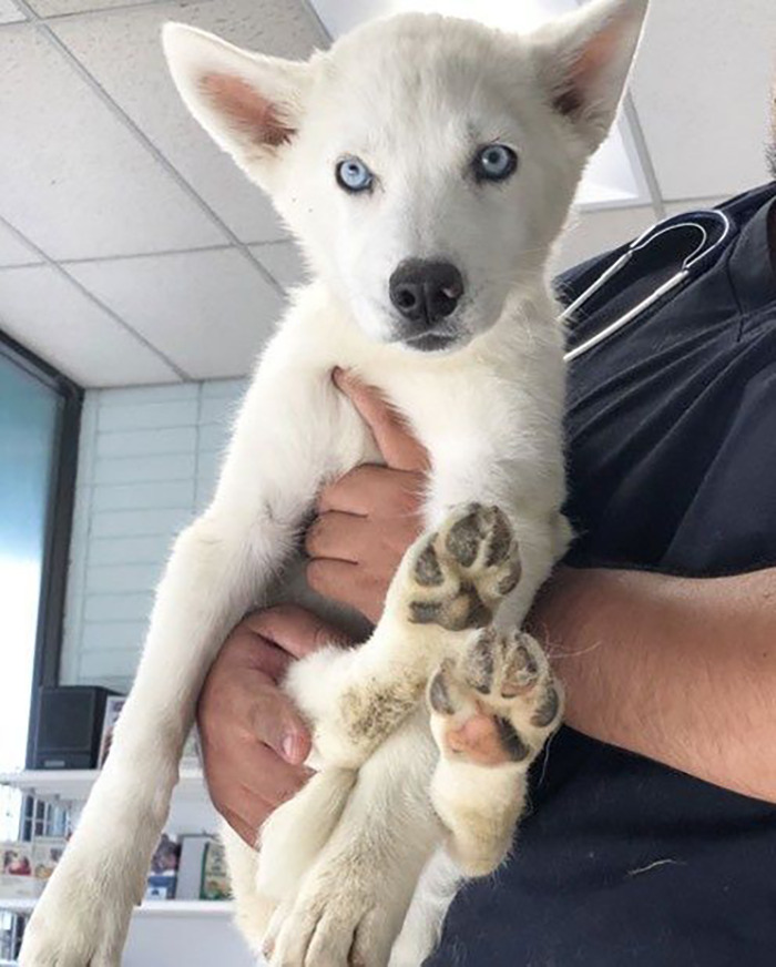 Overcoming Disability: This Dog’s Prancing Walk Steals Hearts On The Internet Overcoming Disability: This Dog’s Prancing Walk Steals Hearts On The Internet
