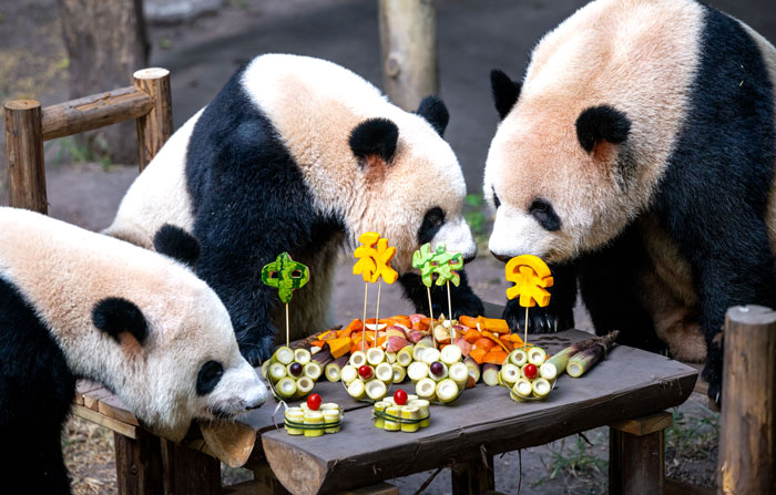 Pandas enjoying a tea party with fruit and vegetable snacks at the zoo's Mid-Autumn Festival picnic. Pandas enjoying a tea party with fruit and vegetable snacks at the zoo's Mid-Autumn Festival picnic.