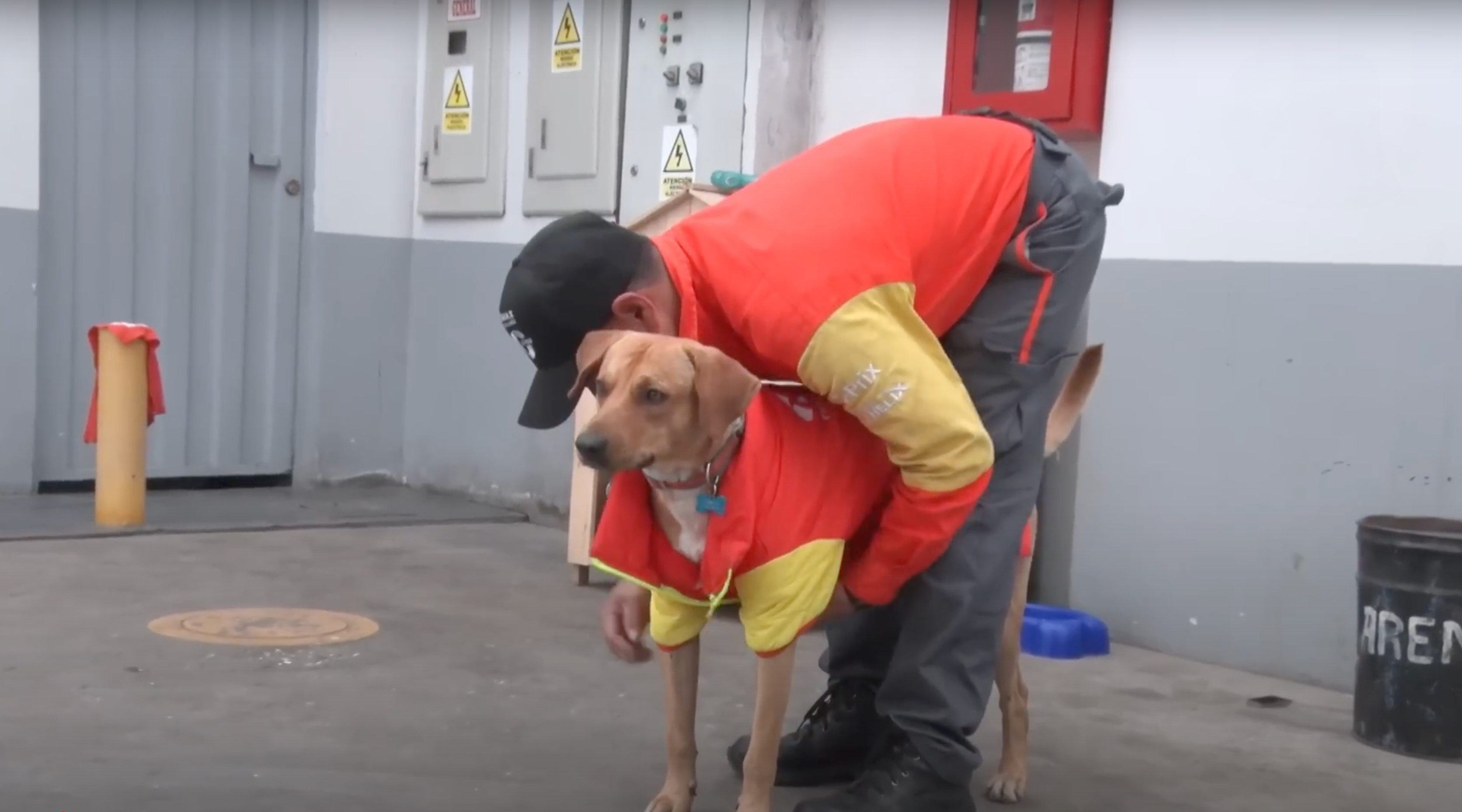 Stray Dog Becomes Employed At A Gas Station After Chasing Off Robbers Stray Dog Becomes Employed At A Gas Station After Chasing Off Robbers
