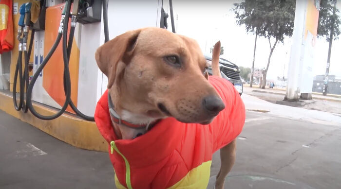 Stray Dog Becomes Employed At A Gas Station After Chasing Off Robbers Stray Dog Becomes Employed At A Gas Station After Chasing Off Robbers