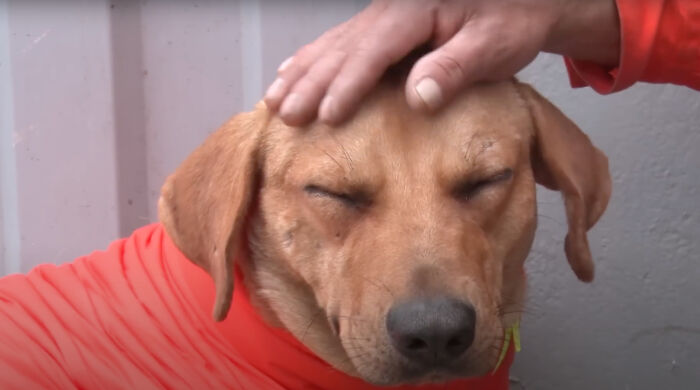 Stray Dog Becomes Employed At A Gas Station After Chasing Off Robbers Stray Dog Becomes Employed At A Gas Station After Chasing Off Robbers