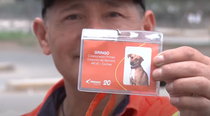 Stray Dog Becomes Employed At A Gas Station After Chasing Off Robbers Stray Dog Becomes Employed At A Gas Station After Chasing Off Robbers