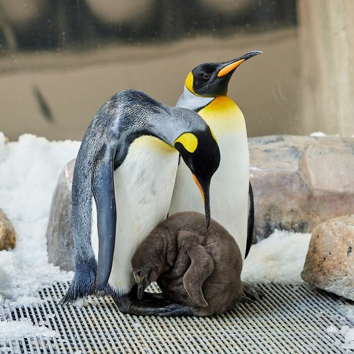 Meet 9-Month-Old Pesto, Who’s The Besto, Weighing In At A Whopping 22 Kg Meet 9-Month-Old Pesto, Who’s The Besto, Weighing In At A Whopping 22 Kg