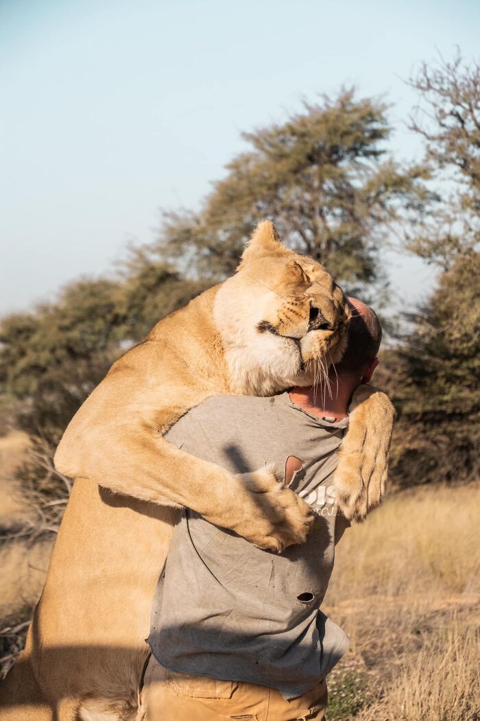 A Beautiful Friendship Between This Caregiver And Lioness That Started 13 Years Ago A Beautiful Friendship Between This Caregiver And Lioness That Started 13 Years Ago