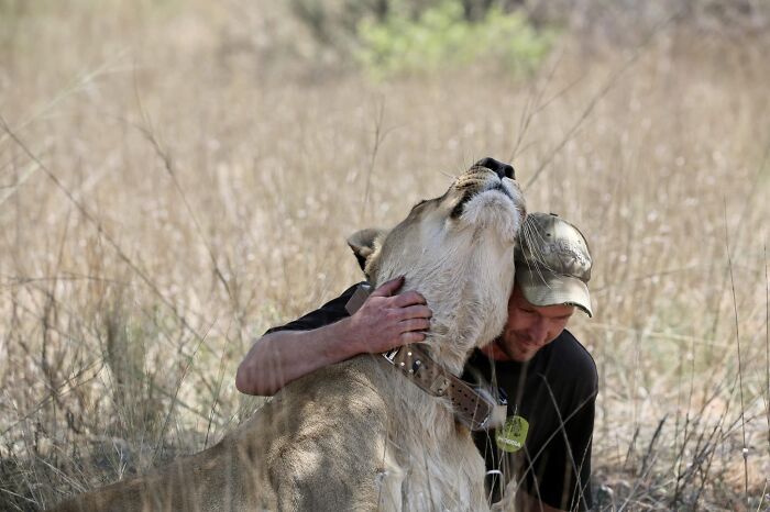 A Beautiful Friendship Between This Caregiver And Lioness That Started 13 Years Ago A Beautiful Friendship Between This Caregiver And Lioness That Started 13 Years Ago