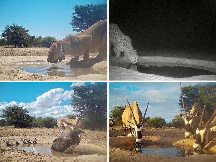 A Beautiful Friendship Between This Caregiver And Lioness That Started 13 Years Ago A Beautiful Friendship Between This Caregiver And Lioness That Started 13 Years Ago