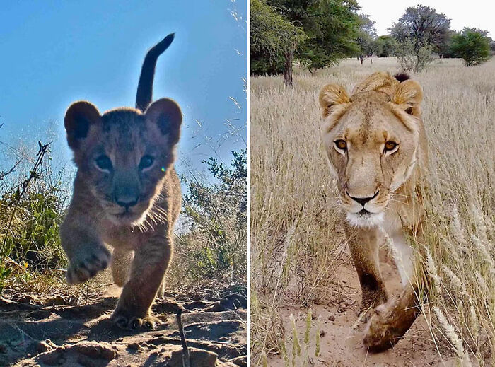 A Beautiful Friendship Between This Caregiver And Lioness That Started 13 Years Ago A Beautiful Friendship Between This Caregiver And Lioness That Started 13 Years Ago