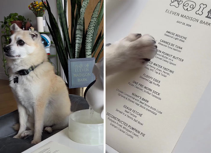 Owner Treats Her Dog To A 9-Course Meal At 'Eleven Madison Bark' For His 11th Birthday Owner Treats Her Dog To A 9-Course Meal At 'Eleven Madison Bark' For His 11th Birthday