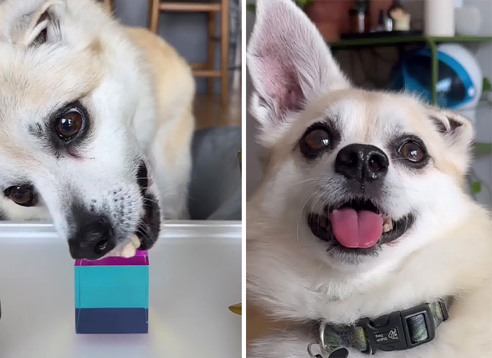 Owner Treats Her Dog To A 9-Course Meal At 'Eleven Madison Bark' For His 11th Birthday Owner Treats Her Dog To A 9-Course Meal At 'Eleven Madison Bark' For His 11th Birthday