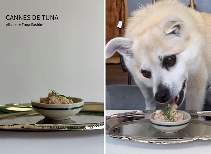 Owner Treats Her Dog To A 9-Course Meal At 'Eleven Madison Bark' For His 11th Birthday Owner Treats Her Dog To A 9-Course Meal At 'Eleven Madison Bark' For His 11th Birthday