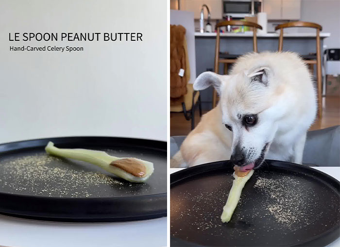 Owner Treats Her Dog To A 9-Course Meal At 'Eleven Madison Bark' For His 11th Birthday Owner Treats Her Dog To A 9-Course Meal At 'Eleven Madison Bark' For His 11th Birthday