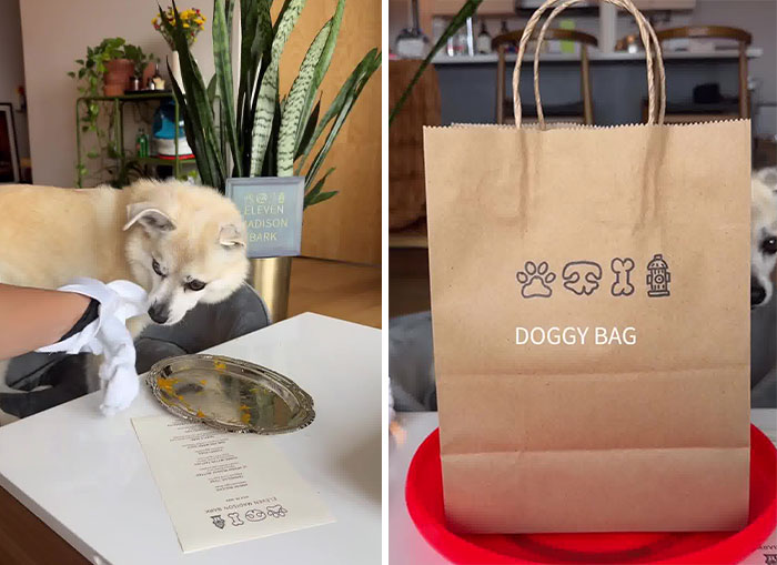 Owner Treats Her Dog To A 9-Course Meal At 'Eleven Madison Bark' For His 11th Birthday Owner Treats Her Dog To A 9-Course Meal At 'Eleven Madison Bark' For His 11th Birthday