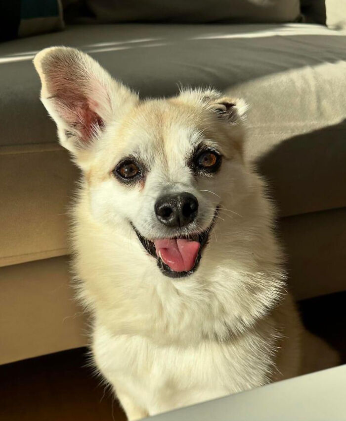 Owner Treats Her Dog To A 9-Course Meal At 'Eleven Madison Bark' For His 11th Birthday Owner Treats Her Dog To A 9-Course Meal At 'Eleven Madison Bark' For His 11th Birthday