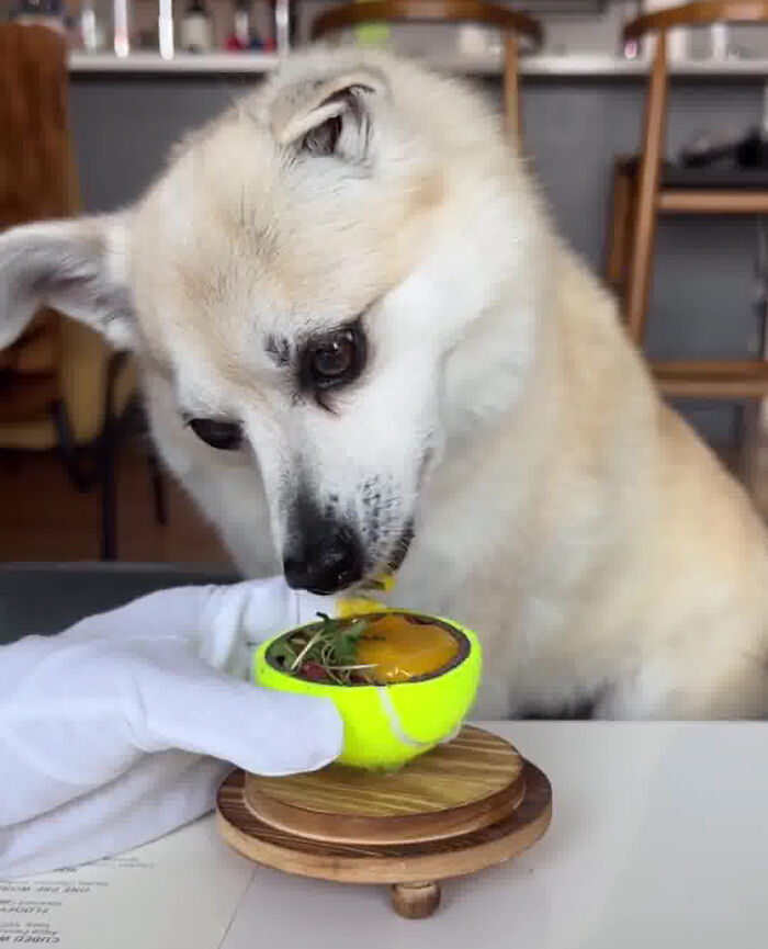 Owner Treats Her Dog To A 9-Course Meal At 'Eleven Madison Bark' For His 11th Birthday Owner Treats Her Dog To A 9-Course Meal At 'Eleven Madison Bark' For His 11th Birthday