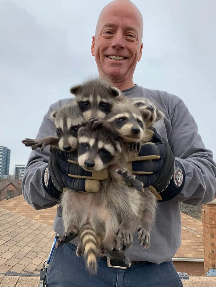 This Wildlife Control Company Earns Praise For Their Humane Solutions This Wildlife Control Company Earns Praise For Their Humane Solutions