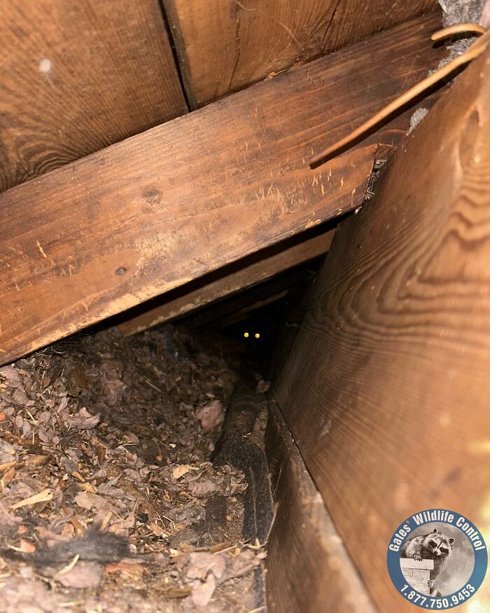 This Wildlife Control Company Earns Praise For Their Humane Solutions This Wildlife Control Company Earns Praise For Their Humane Solutions