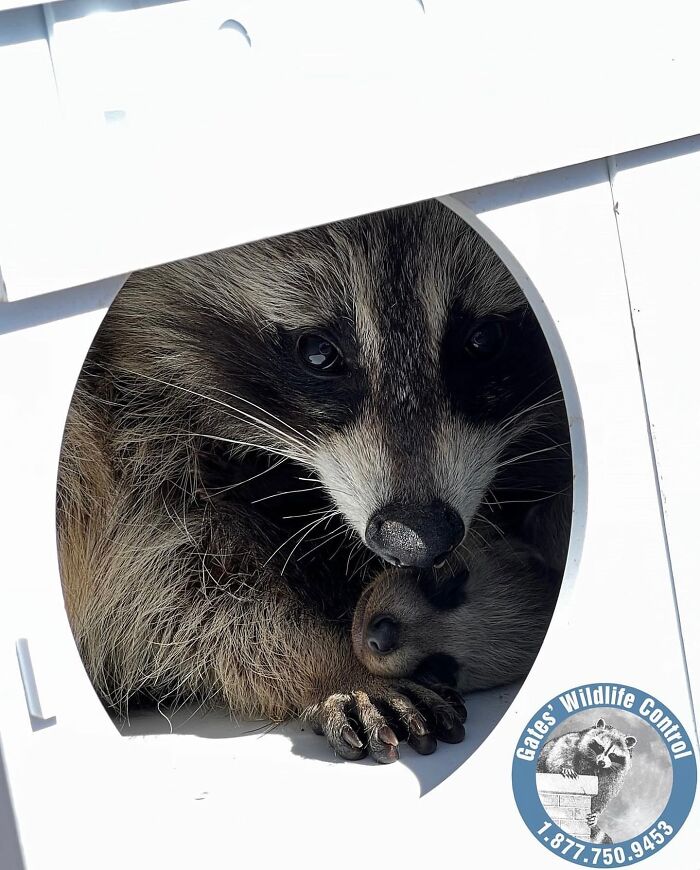 This Wildlife Control Company Earns Praise For Their Humane Solutions This Wildlife Control Company Earns Praise For Their Humane Solutions