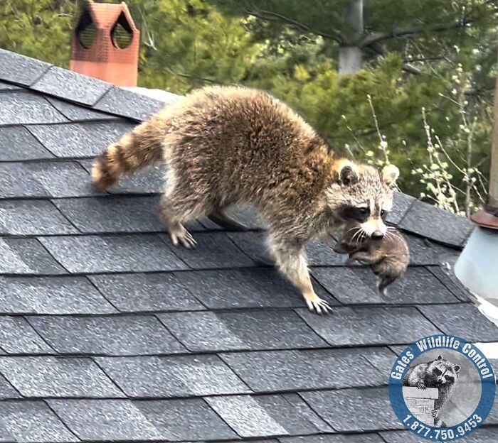 This Wildlife Control Company Earns Praise For Their Humane Solutions This Wildlife Control Company Earns Praise For Their Humane Solutions