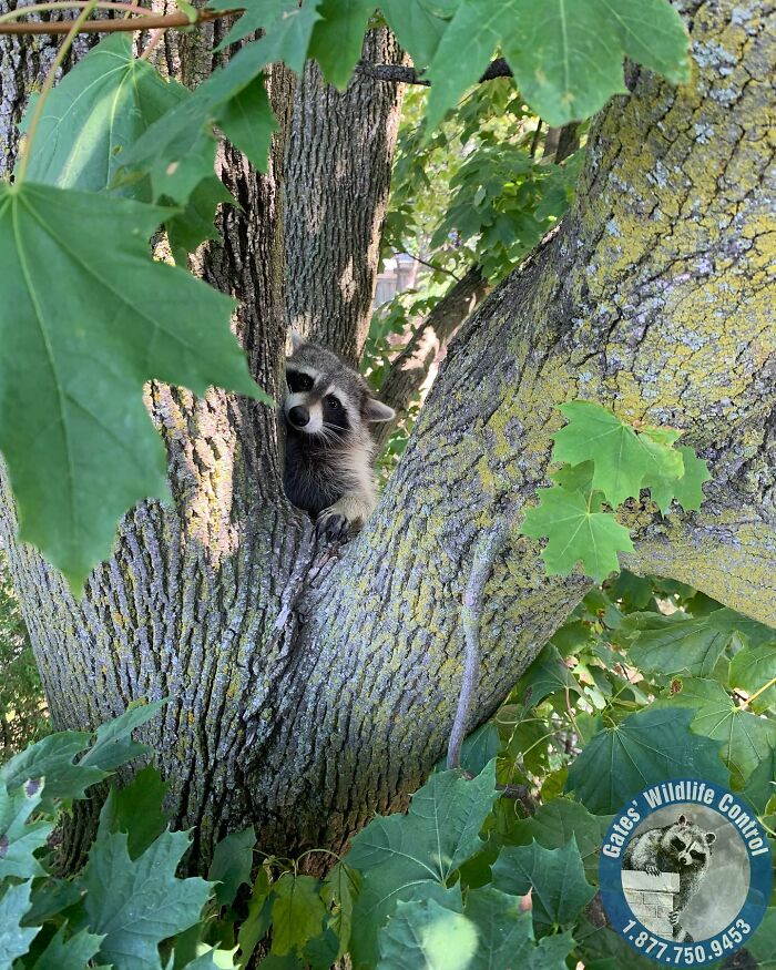 This Wildlife Control Company Earns Praise For Their Humane Solutions This Wildlife Control Company Earns Praise For Their Humane Solutions