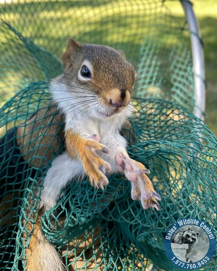 This Wildlife Control Company Earns Praise For Their Humane Solutions This Wildlife Control Company Earns Praise For Their Humane Solutions