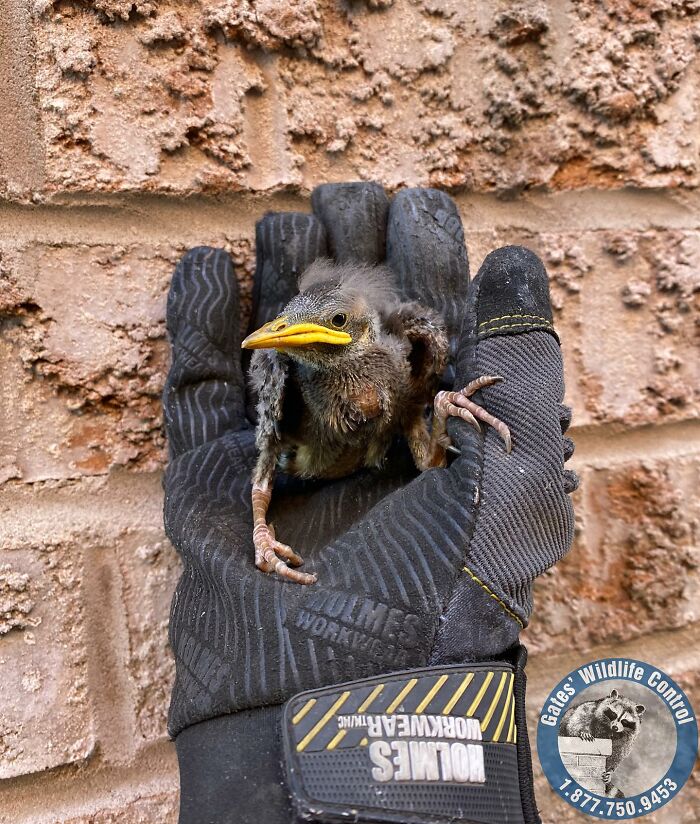 This Wildlife Control Company Earns Praise For Their Humane Solutions This Wildlife Control Company Earns Praise For Their Humane Solutions