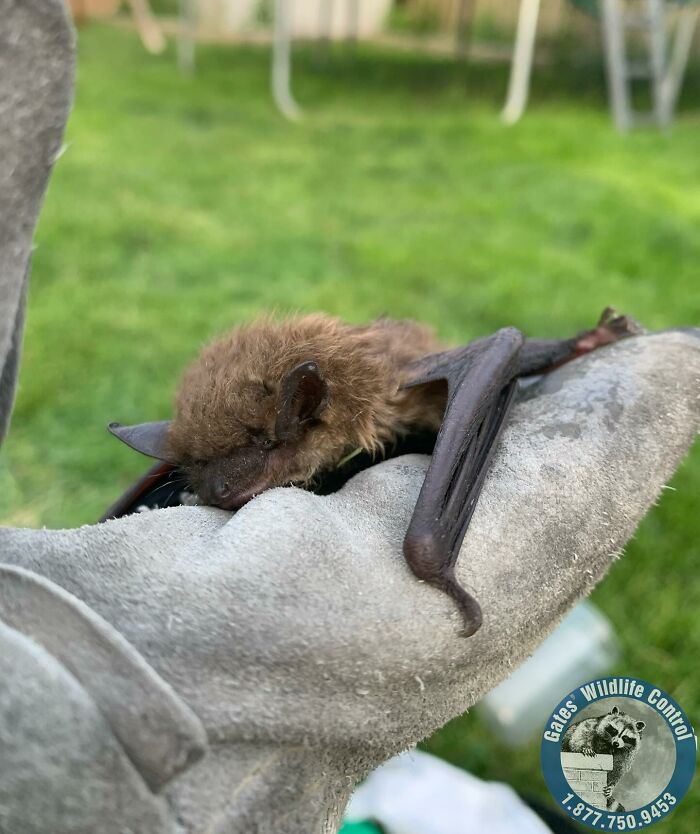 This Wildlife Control Company Earns Praise For Their Humane Solutions This Wildlife Control Company Earns Praise For Their Humane Solutions