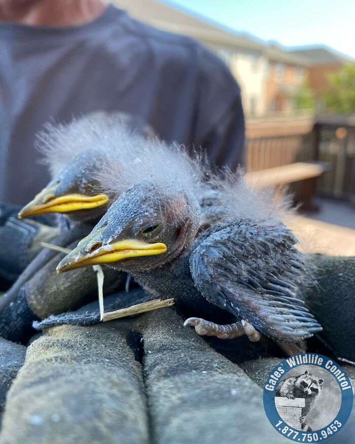 This Wildlife Control Company Earns Praise For Their Humane Solutions This Wildlife Control Company Earns Praise For Their Humane Solutions