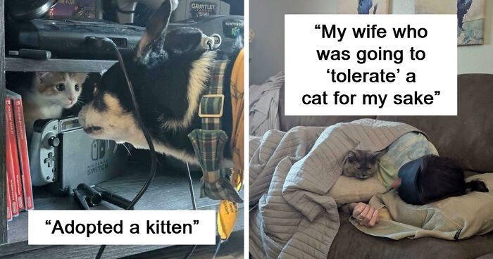 50 Wholesome Pics Of Rescued Pets Discovering Love, One Paw At A Time (September Edition)