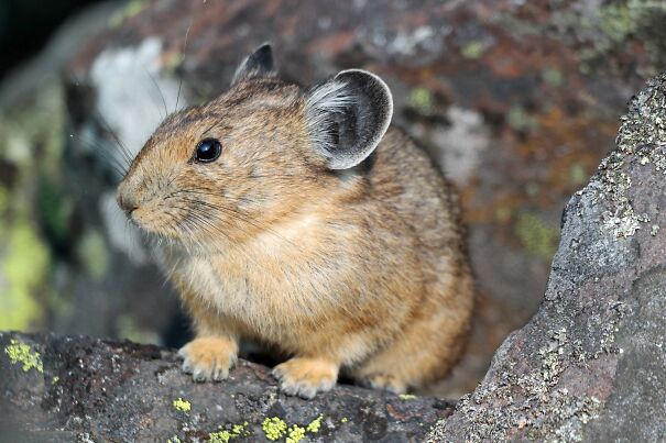 adult-pika-pallisades-mt_credit_chris_ray.jpg