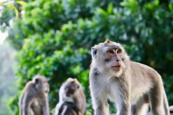 Monkeys Fight Off Kidnapper To Rescue 6-Year-Old Girl From Abandoned House Monkeys Fight Off Kidnapper To Rescue 6-Year-Old Girl From Abandoned House