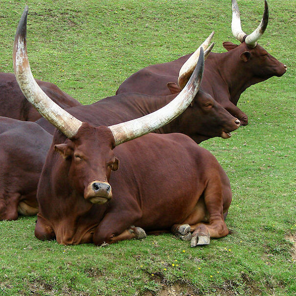 ankole-watusi-cattle-pictures-001-66db3377f05c3.jpg