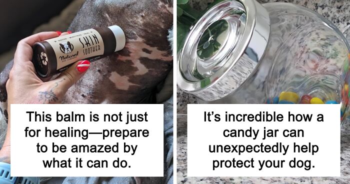 15 Ways Pet Parents Can Keep Their Furries Safe This Fall