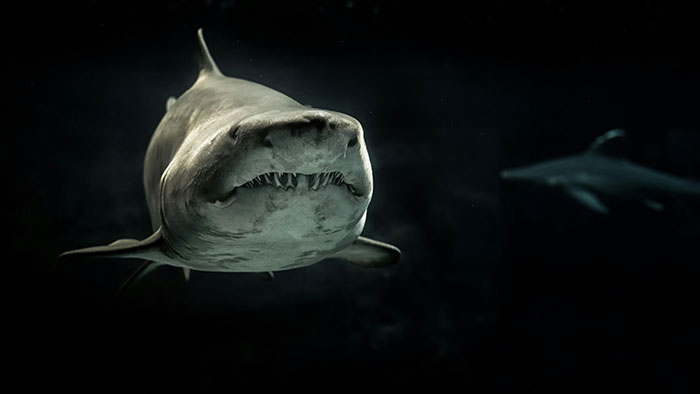 Scientists Reconsider Food Chain As 8-Foot-Long Shark Gets Eaten By Another Predator Scientists Reconsider Food Chain As 8-Foot-Long Shark Gets Eaten By Another Predator