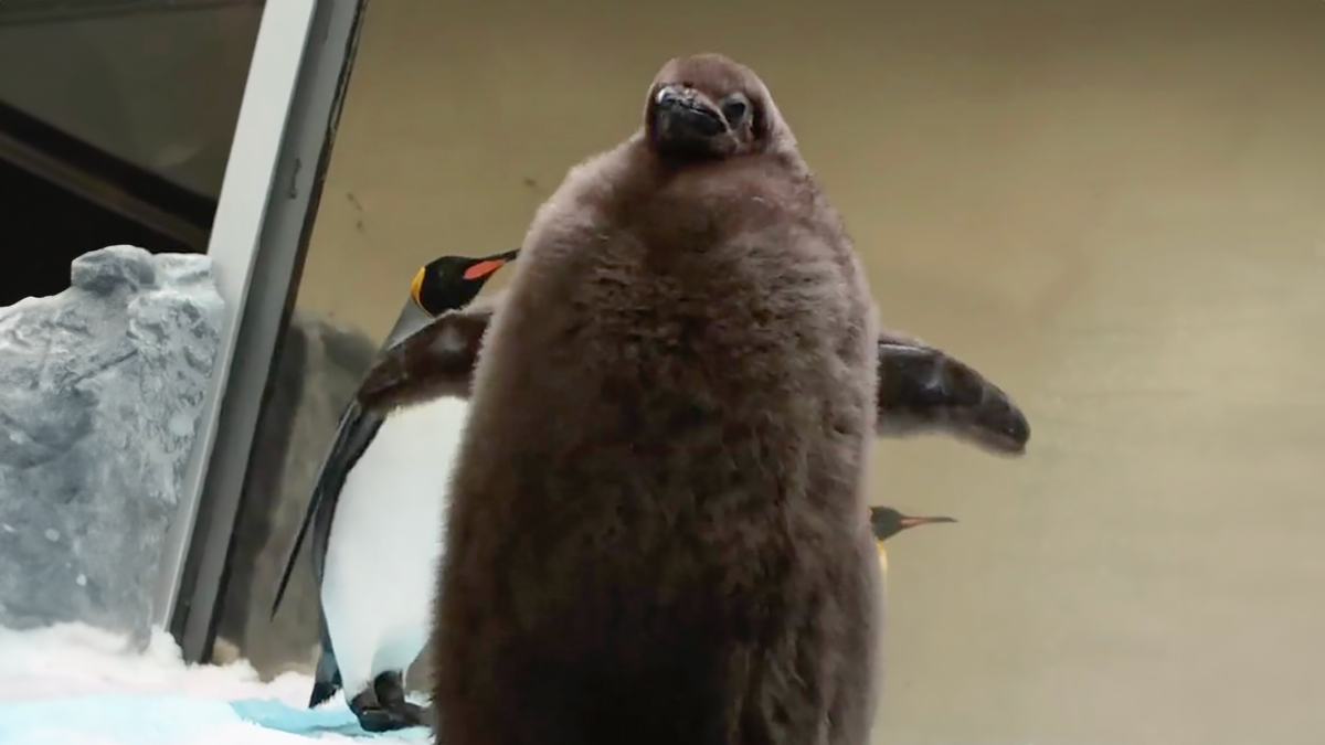 Meet 9-Month-Old Pesto, Who’s The Besto, Weighing In At A Whopping 22 Kg