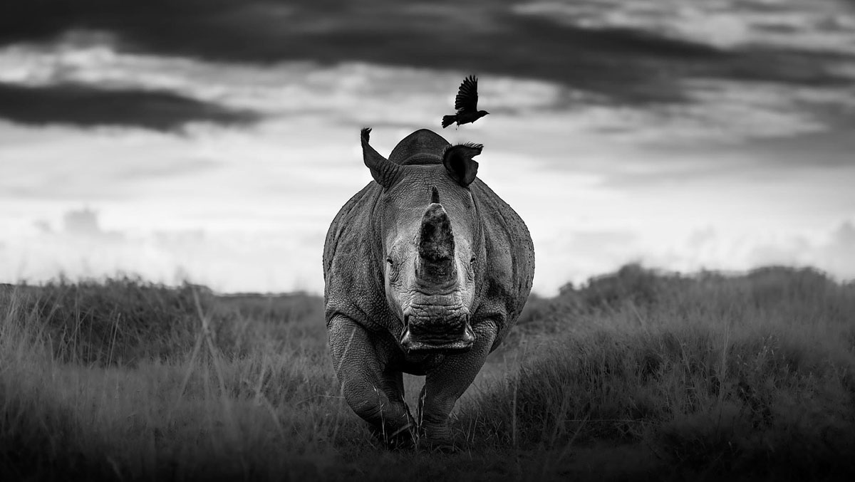 My Leap Into Wildlife Photography: 20 Images Of Nature’s Beauty