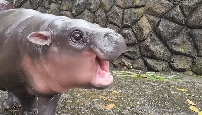 Viral Baby Hippo Moo Deng's Meet-And-Greet Hours Cut After Zoo Visitors' Disruptive Behavior Viral Baby Hippo Moo Deng's Meet-And-Greet Hours Cut After Zoo Visitors' Disruptive Behavior