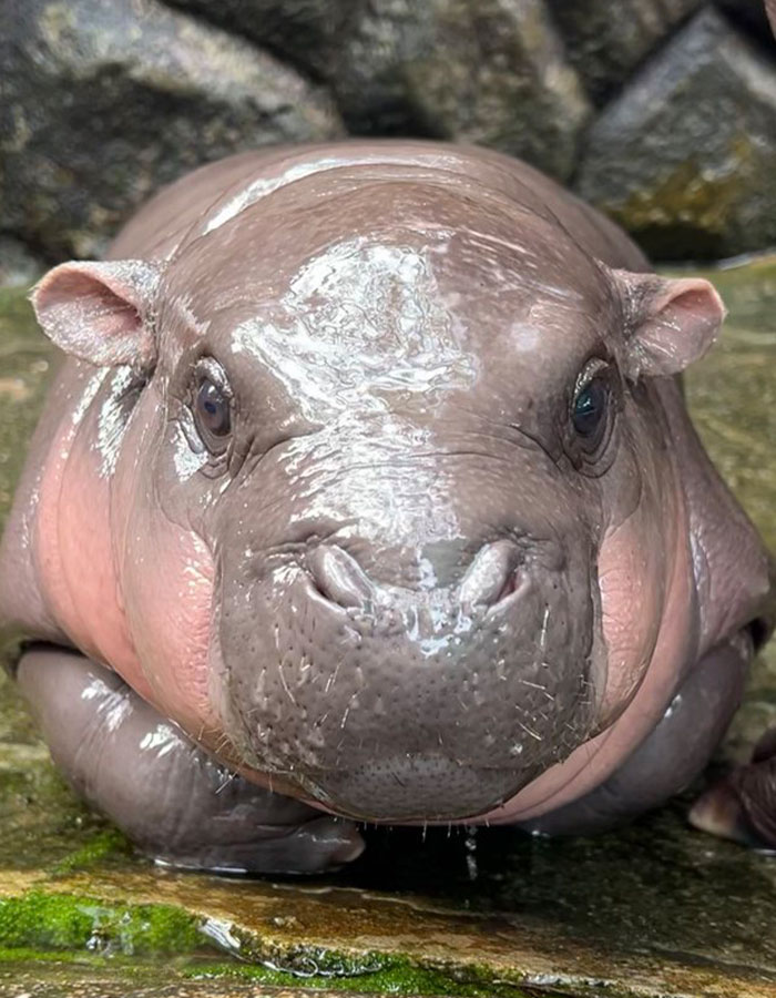 Viral Baby Hippo Moo Deng's Meet-And-Greet Hours Cut After Zoo Visitors' Disruptive Behavior Viral Baby Hippo Moo Deng's Meet-And-Greet Hours Cut After Zoo Visitors' Disruptive Behavior